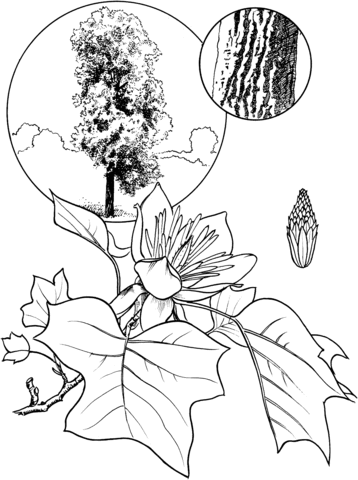 Tulip Tree Or Tulip Poplar Coloring Page